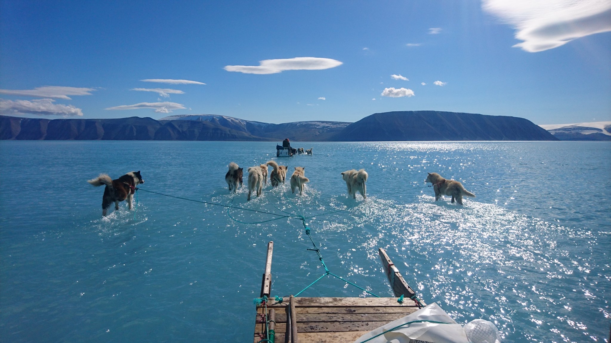 Sled dogs pull a sled through water because all the ice has melted. Greenland